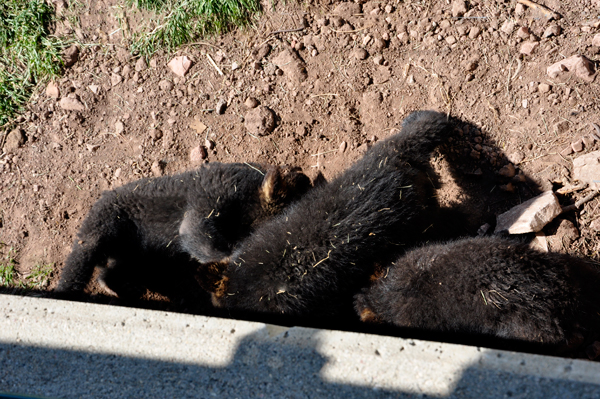 baby black bears